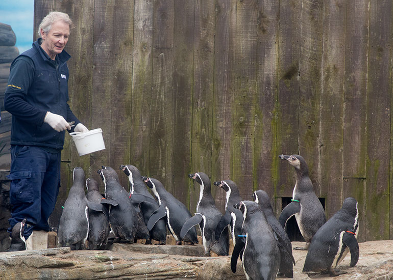 Humboldt Penguins on holiday at Great Yarmouth SEA LIFE Centre - photo taken on 10th March  2018