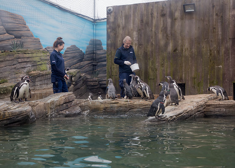 Humboldt Penguins on holiday at Great Yarmouth SEA LIFE Centre - photo taken on 10th March  2018