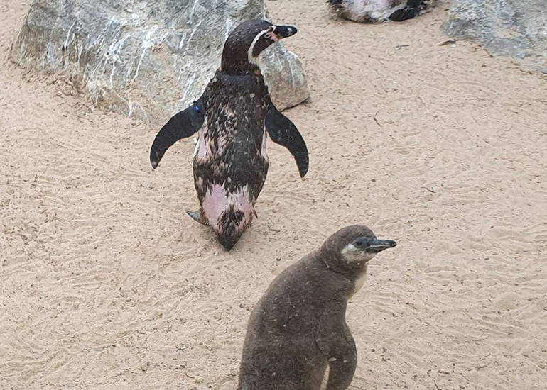 Penguins going through their annual moult