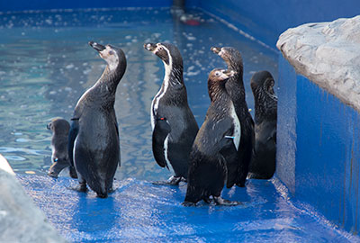 Official Opening Of New Penguin Enclosure