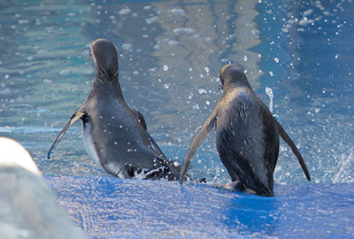 Official Opening Of New Penguin Enclosure
