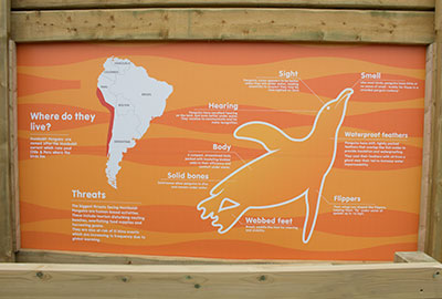 Official Opening Of New Penguin Enclosure
