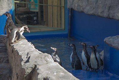 Penguins Arrived At New Home