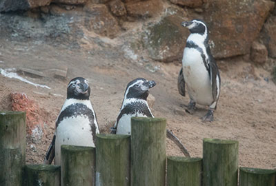 Penguins Arrived At New Home