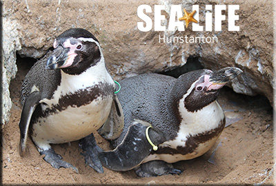 Hunstanton Sea Life celebrates the arrival of first ever baby penguin!