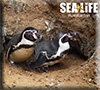 First ever Humboldt Penguin chick to be born at Hunstanton Sea Life