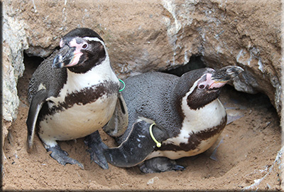 Hunstanton Sea Life celebrates the arrival of first ever baby penguin!