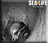 First ever Humboldt Penguin chick to be born at Hunstanton Sea Life
