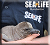 First ever Humboldt Penguin chick to be born at Hunstanton Sea Life