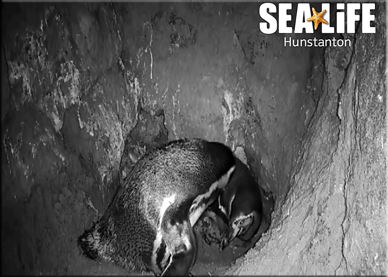 First ever baby penguin born at Hunstanton Sea Life on 3rd May 2017
