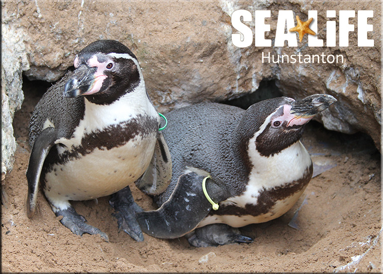 First ever baby penguin born at Hunstanton Sea Life on 3rd May 2017