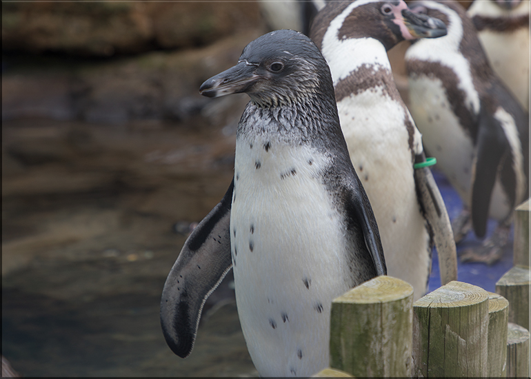 Penguin Chick