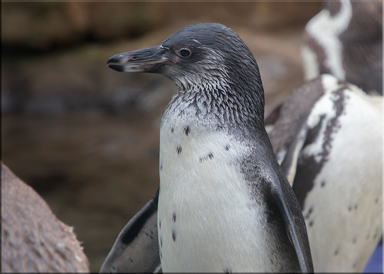 Penguin Chick