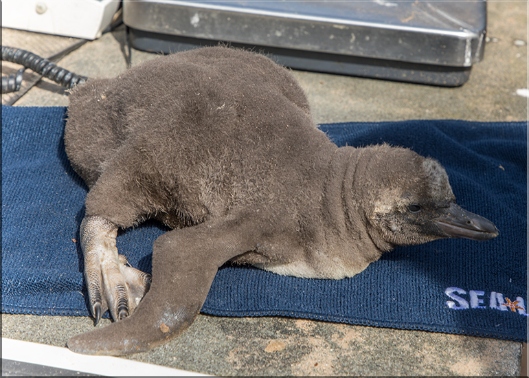First ever baby penguin born at Hunstanton Sea Life - this photo was taken on 28th May 2017