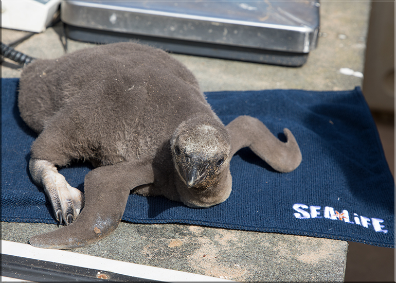 First ever baby penguin born at Hunstanton Sea Life - this photo was taken on 28th May 2017