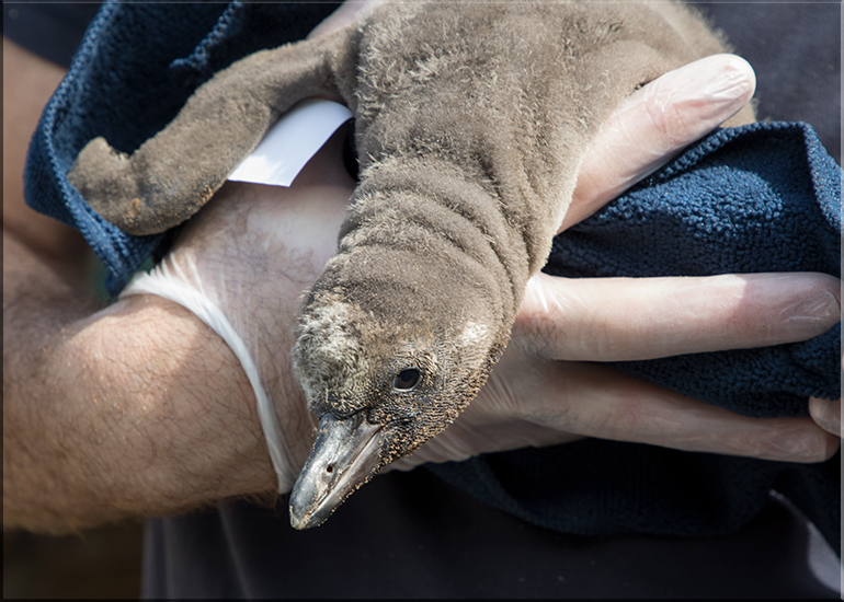 First ever baby penguin born at Hunstanton Sea Life - this photo was taken on 28th May 2017