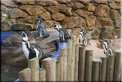 New resident Penguins