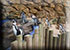 Humboldt Penguins