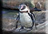 Humboldt Penguins