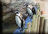 Humboldt Penguins