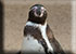 Humboldt Penguins