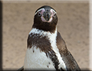 Penguins