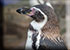 Humboldt Penguins
