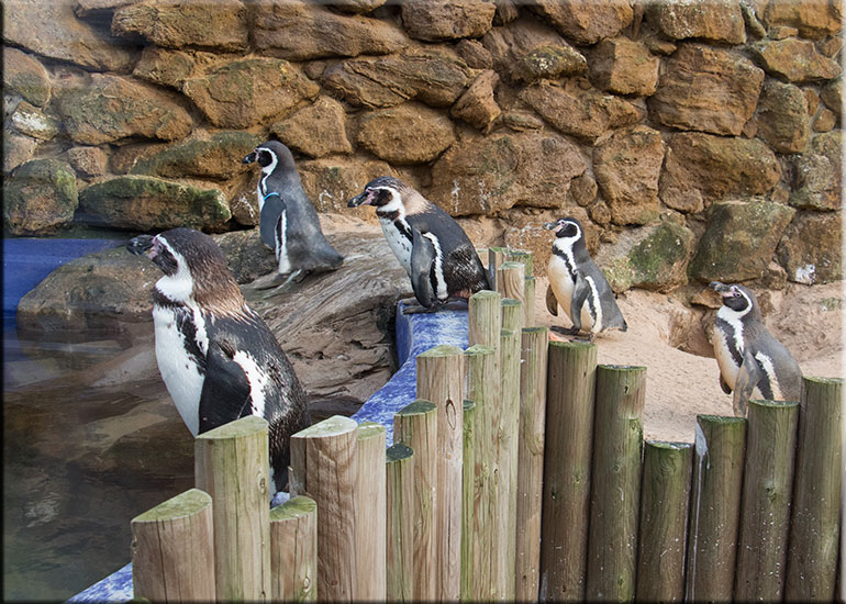 Humboldt Penguins - February 2016