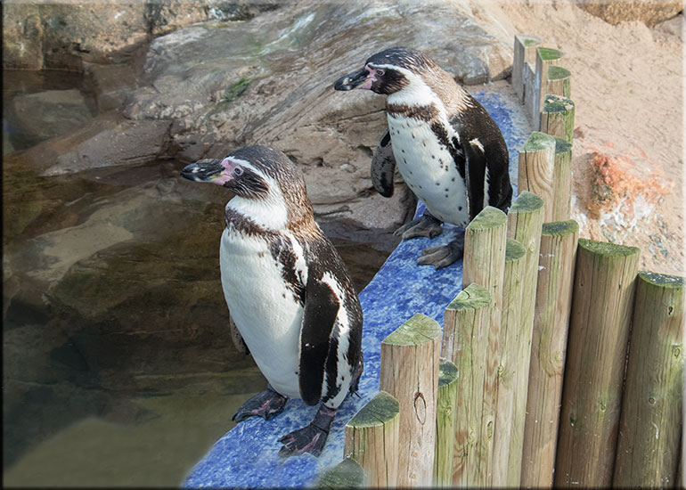 Humboldt Penguins - February 2016
