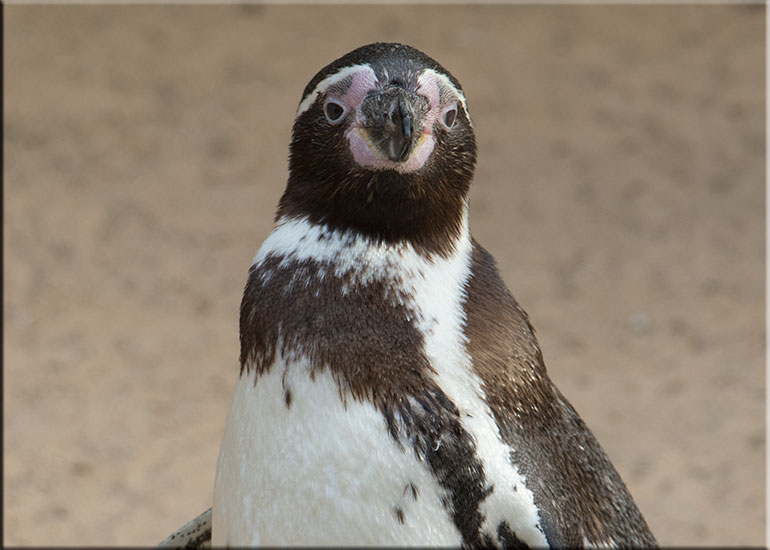 Humboldt Penguins - February 2016