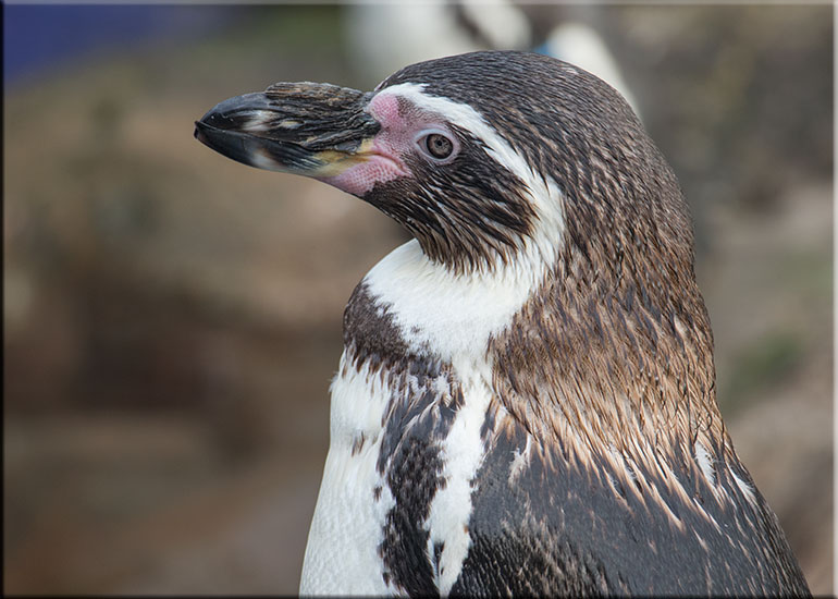 Humboldt Penguins - February 2016