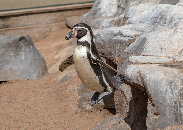 Humboldt Penguins