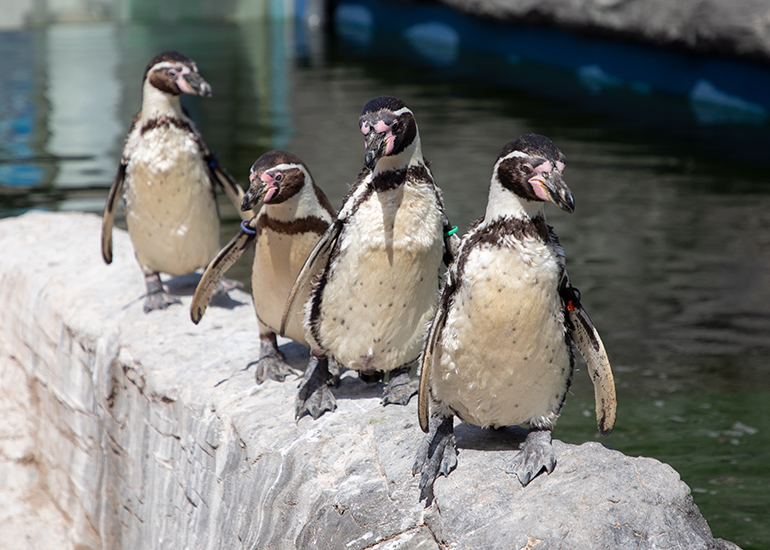 Humboldt Penguins