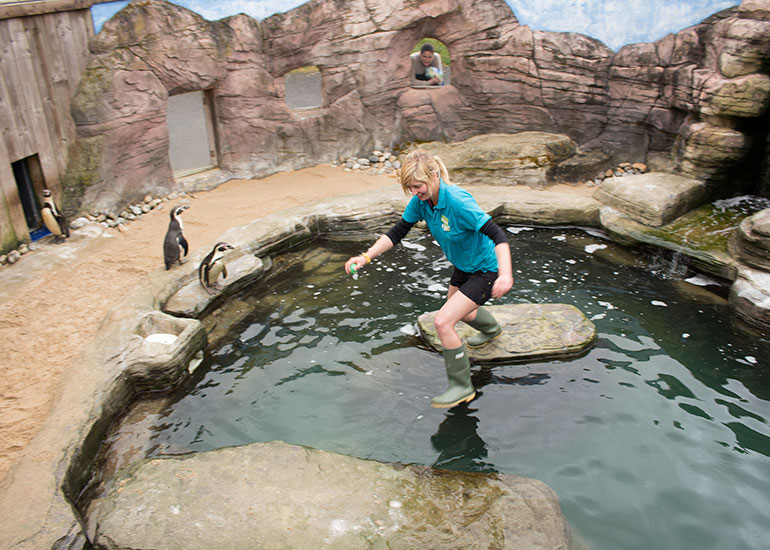 Penguins