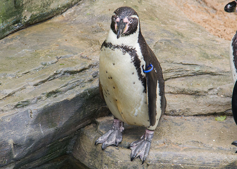Penguins