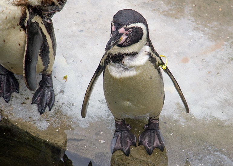 Penguins