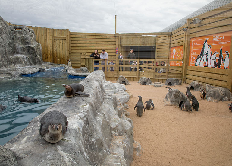 Humboldt Penguins