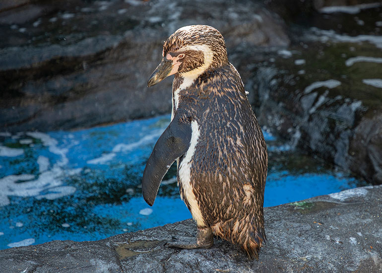 Humboldt Penguins