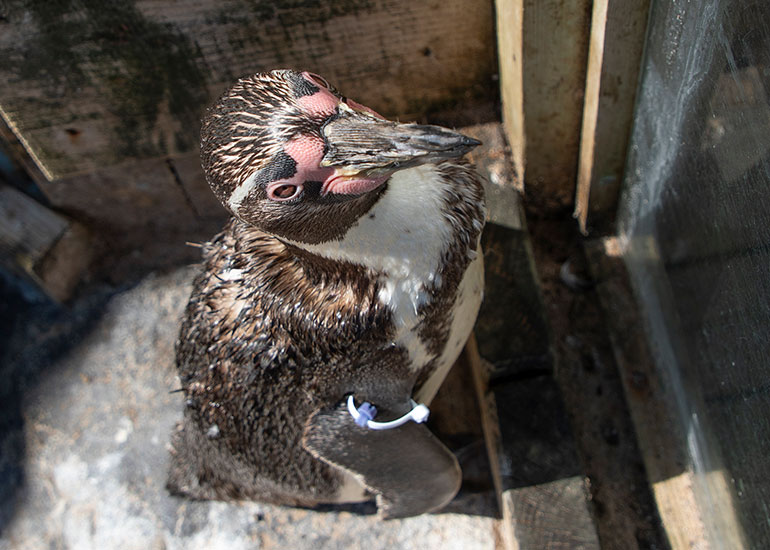 Humboldt Penguins