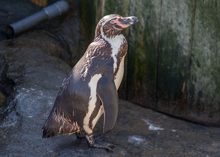 Humboldt Penguins