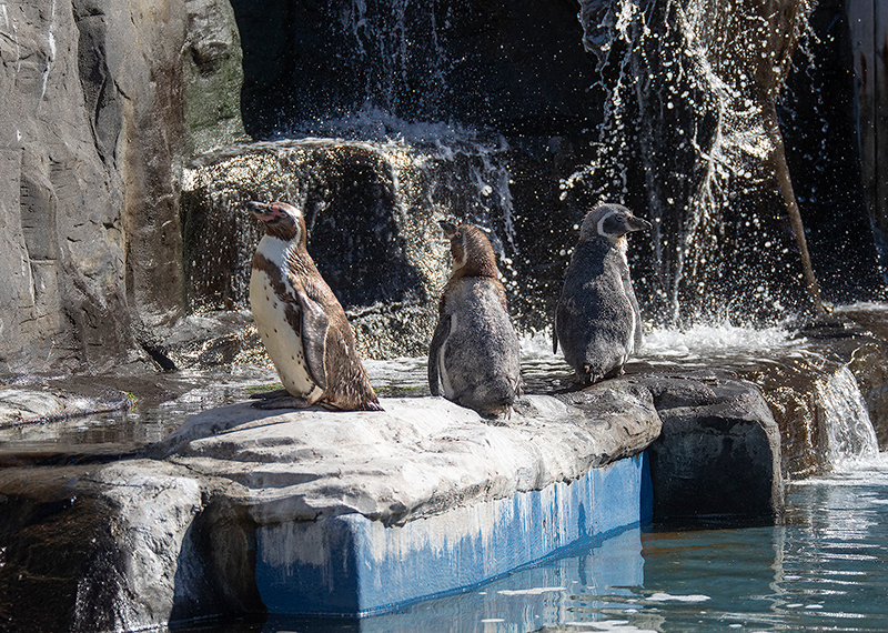 Humboldt Penguins