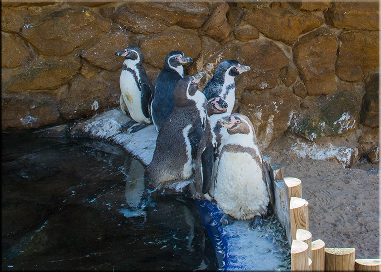 Penguins