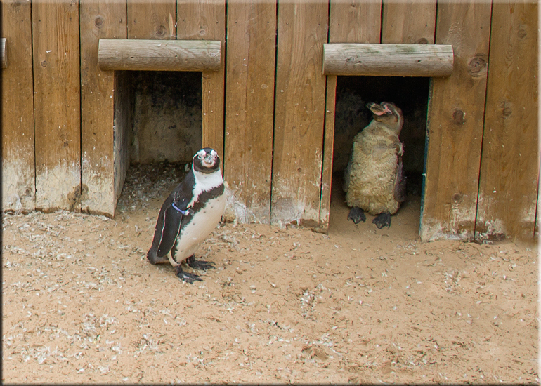 Resident Penguins
