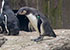 penguins on holiday at Great Yarmouth SEA LIFE