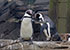 penguins on holiday at Great Yarmouth SEA LIFE