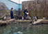 penguins on holiday at Great Yarmouth SEA LIFE