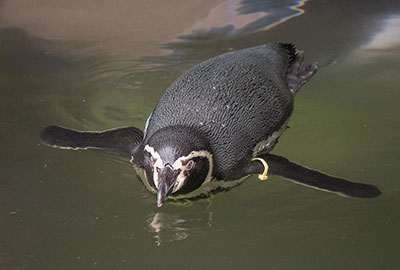 Penguins