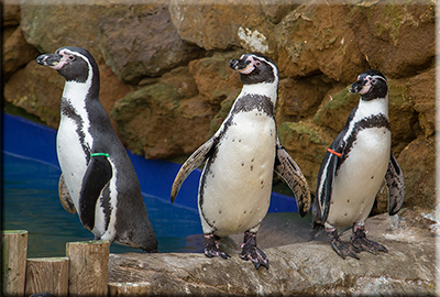 Resident Penguins