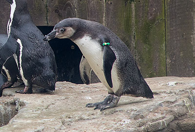 Penguin Exhibit Refurbishment