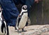 penguins on holiday at Great Yarmouth SEA LIFE
